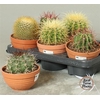 Cactus Ov