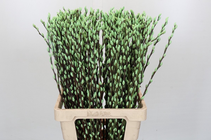 <h4>Salix Caprea Snow Flake P. Mint</h4>