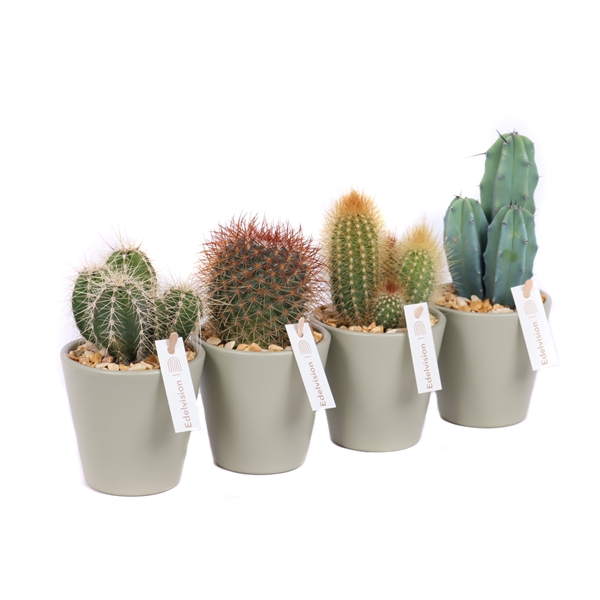 Cactus 8,5 cm in light khaki vaaspot met grind en etiket