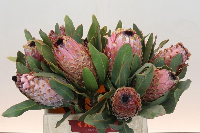 <h4>Protea Barbigera Air</h4>