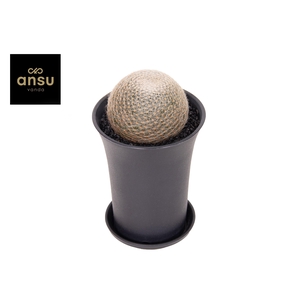 Mammillaria Lenta XL