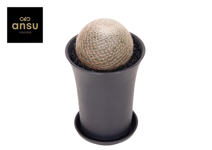 <h4>Mammillaria Lenta XL</h4>