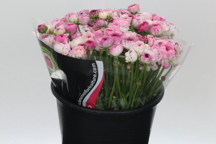 <h4>Ranunculus Elegance Cappucino Pink</h4>