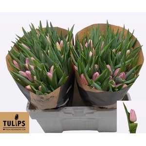 Tulipa Aafke