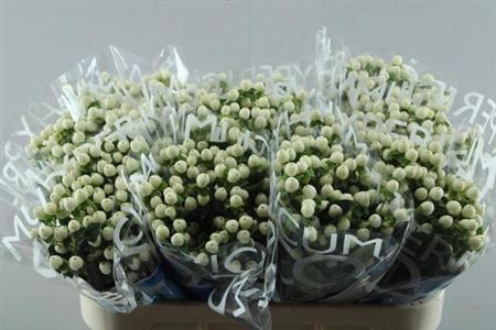 <h4>Hyp Coco Uno</h4>