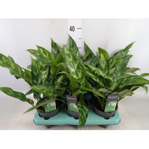 Aglaonema  'Maria'