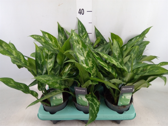 <h4>Aglaonema  'Maria'</h4>