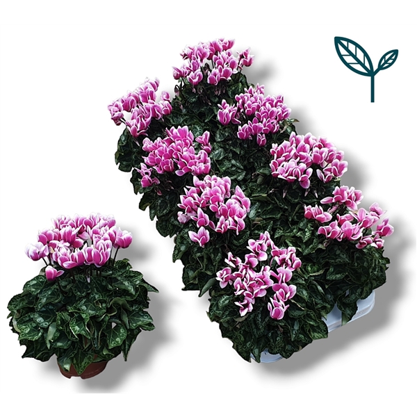 <h4>Cyclamen-FANTASIA ROZE</h4>