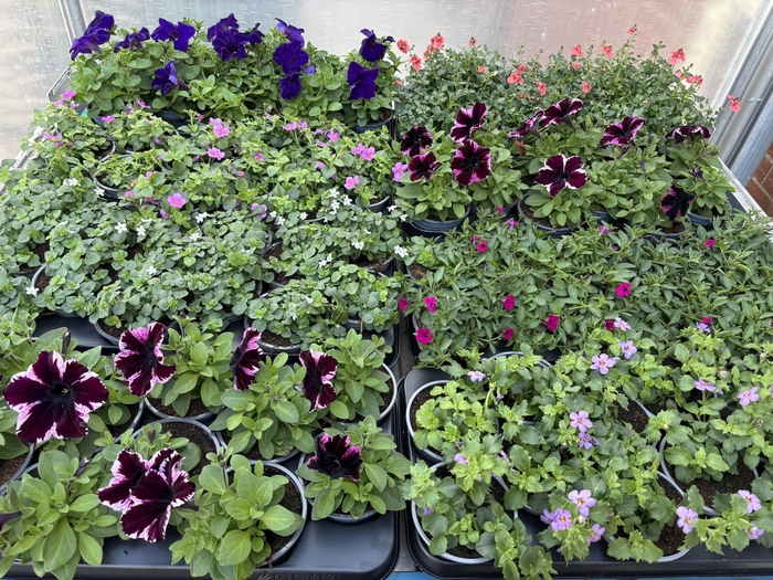 <h4>PERKPL MIXK</h4>