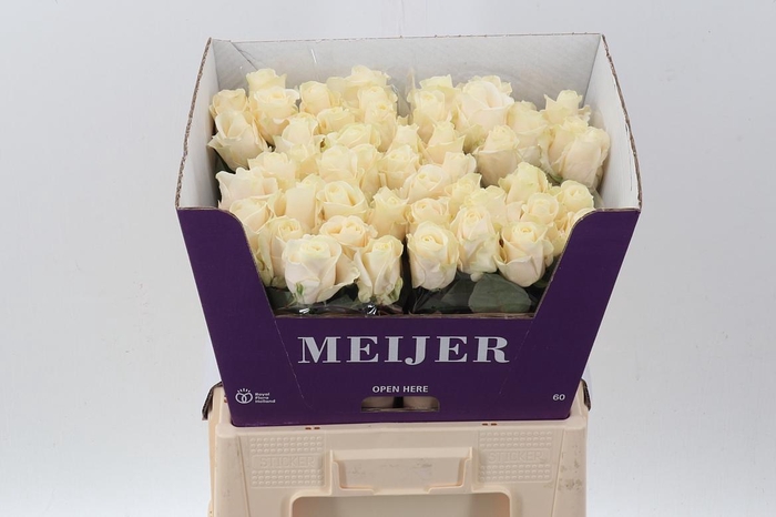 <h4>R Gr Four Seasons+</h4>