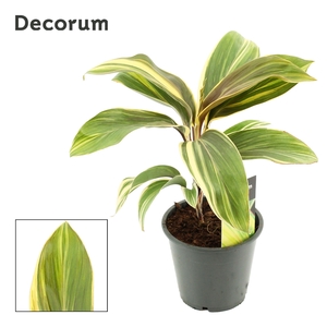 Cordyline Chocolate Queen 12 cm (Decorum)