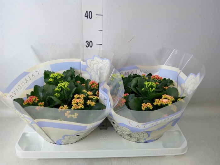 <h4>Kalanchoe blos.   ..rosebud mix/pot</h4>