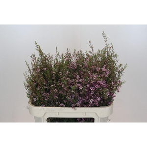 Chamelaucium Early Nir