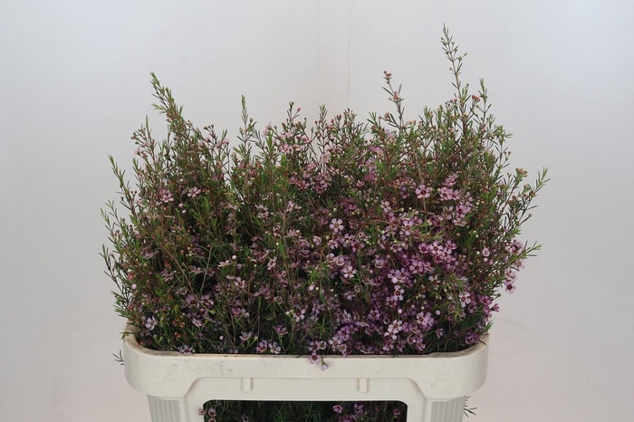 <h4>Chamelaucium Early Nir</h4>