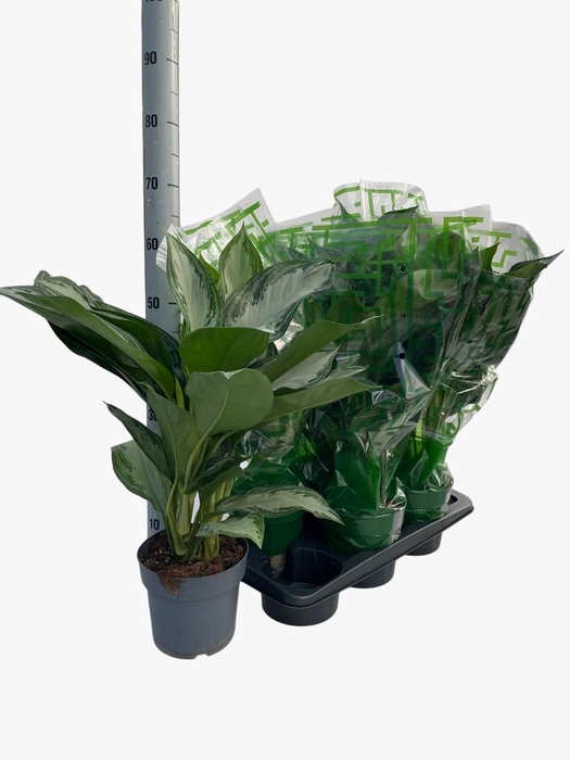 <h4>AGLAO SILVER BAY</h4>