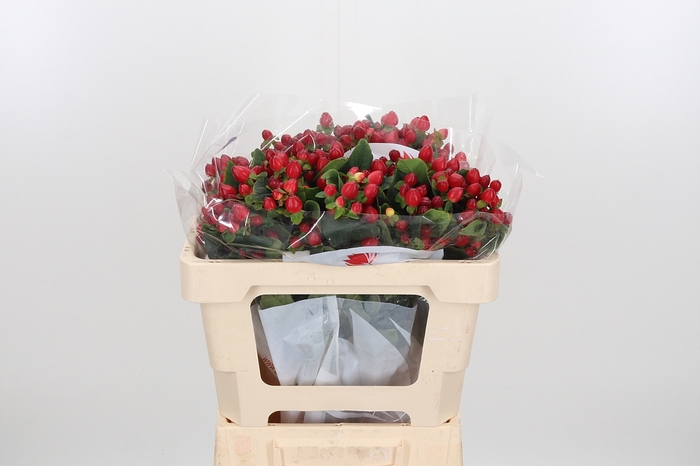 <h4>Hyp Mag Triumph</h4>