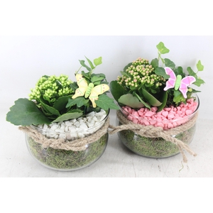 arr2 PL - Glas bose touw x6 - roze/wit