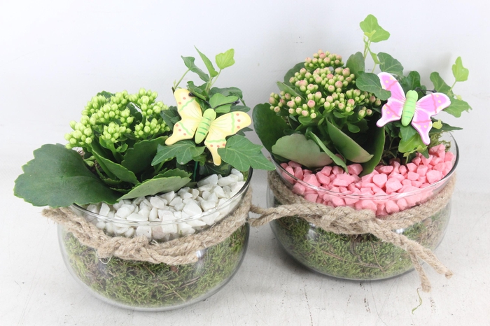 <h4>arr2 PL - Glas bose touw x6 - roze/wit</h4>