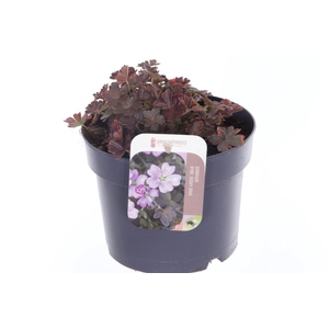 Geranium Dusky Crug