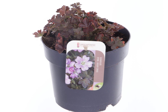 <h4>Geranium Dusky Crug</h4>