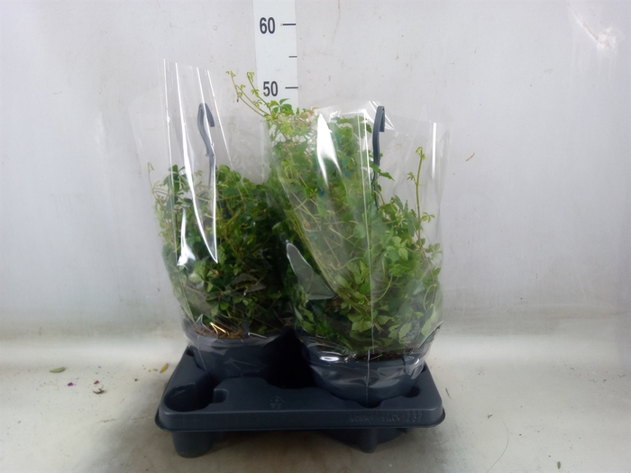 <h4>Parthenocissus  'Sugar Vine'</h4>