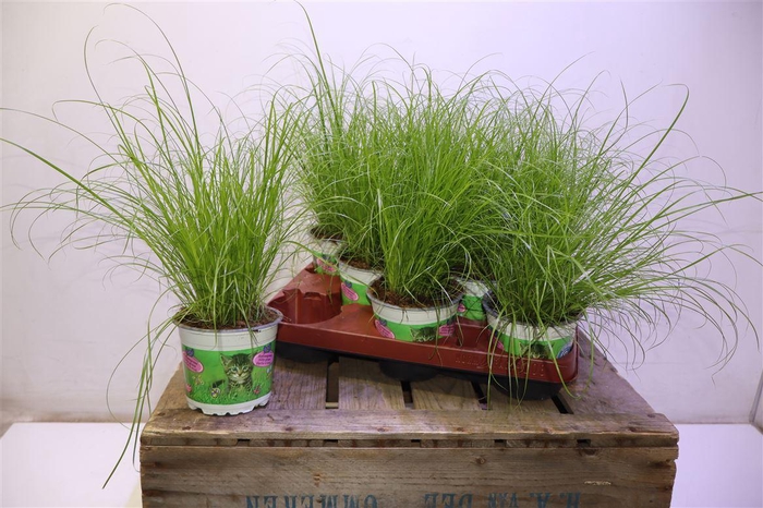 <h4>Cyper Alt Zumula</h4>