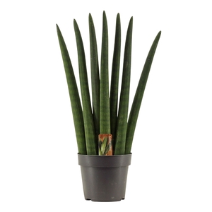 Sansevieria Cylindrica 14 cm Fan