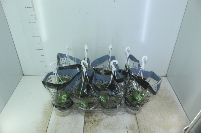 <h4>PORTULACA C13</h4>
