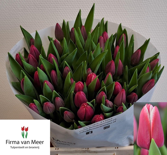 <h4>TU EN LORNAH</h4>