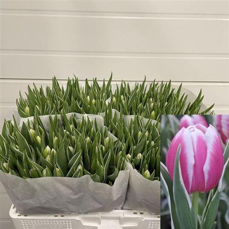 <h4>Tu En Mark Design</h4>