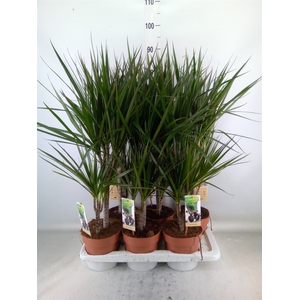Dracaena marg.