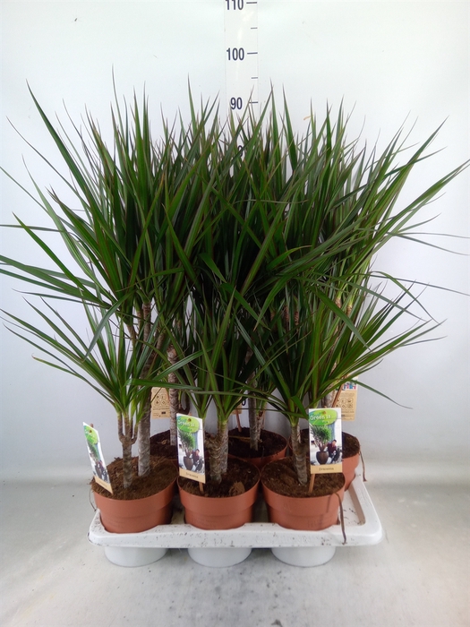 <h4>Dracaena marg.</h4>