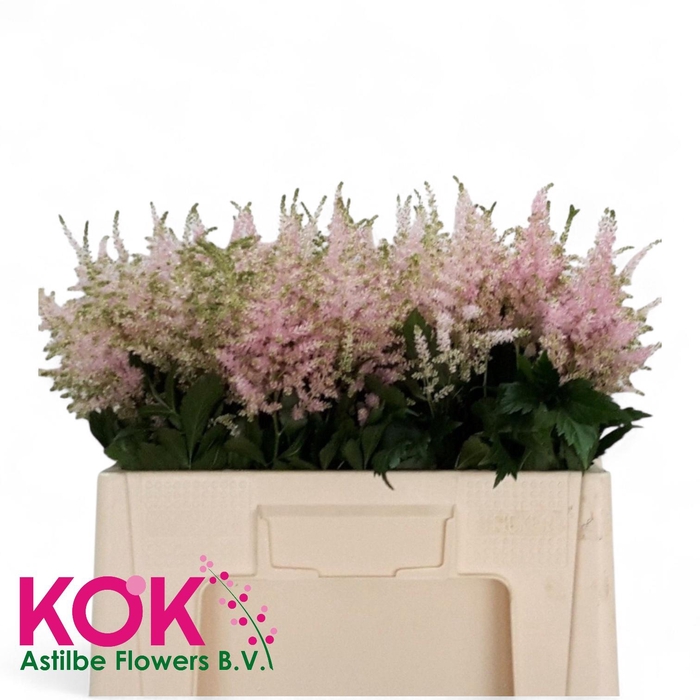 <h4>ASTIL JA EUROPA</h4>