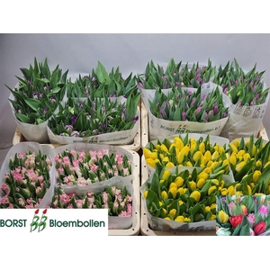 Tulip En Mixed