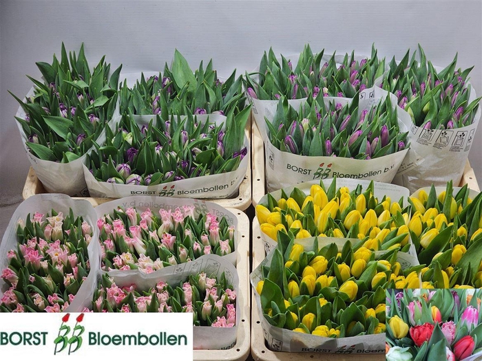 <h4>Tulip En Mixed</h4>