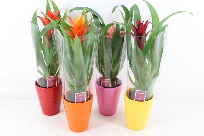 <h4>arr3 ZS - Guzmania streeppot mix</h4>