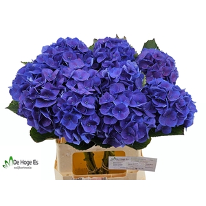 HYDR M ROY CROWN BL