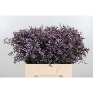 Limon Safora Lilac