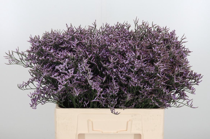 <h4>Limon Safora Lilac</h4>