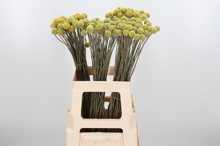 <h4>Craspedia - Md</h4>