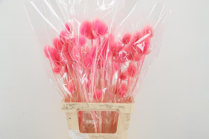 <h4>DROOGBL BEWERKT H%</h4>