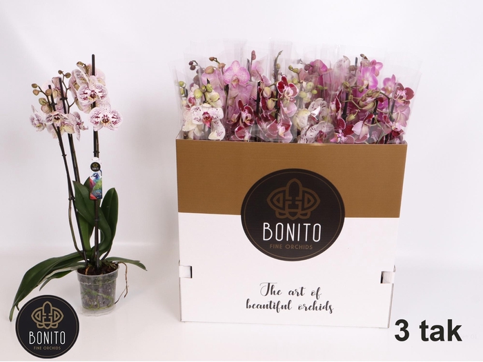 <h4>PHAL GEM 5 KL</h4>