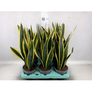 Sansevieria trifa. 'Black Gold'