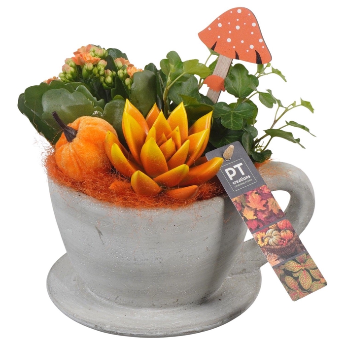 <h4>Arr.   Planten L%</h4>