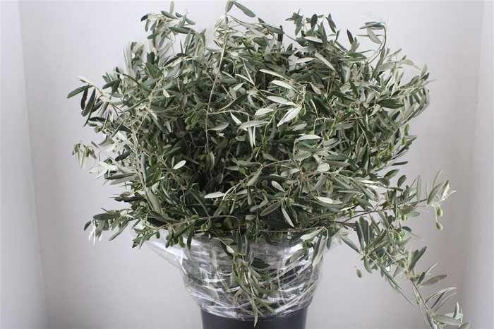 <h4>Olijf 500gram Xxl P Bunch</h4>