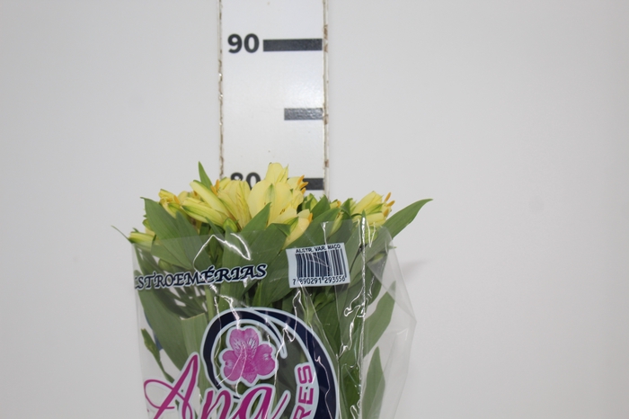 <h4>ALSTROEMERIA MELLOW YELLOW 080 CM</h4>