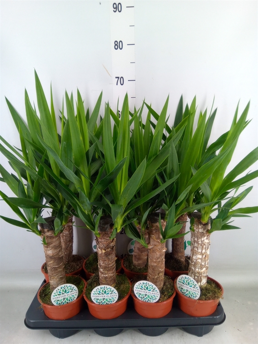 <h4>Yucca   ...</h4>