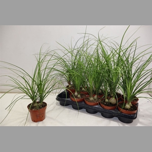 Beaucarnea Recur