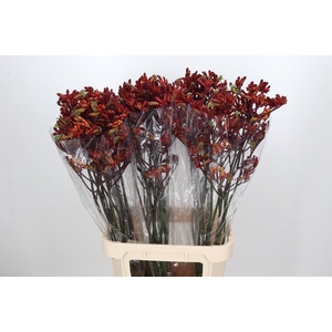 Anigozanthos Early Spring