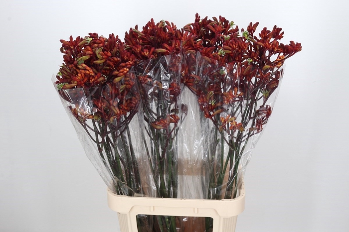 <h4>Anigozanthos Early Spring</h4>